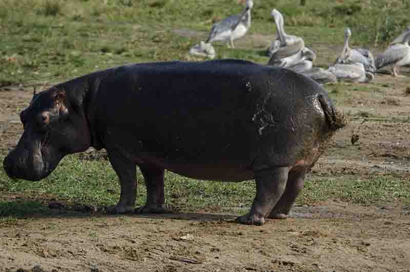 Hipopótamo - parque nacional Queen Elizabeth - Uganda 12.jpg